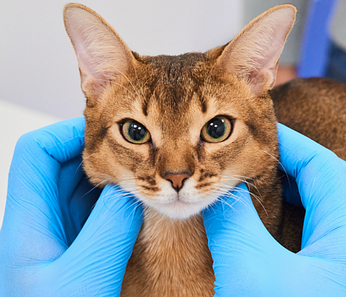 Щитовидная железа под контролем