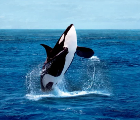 Серия вебинаров о морских млекопитающих