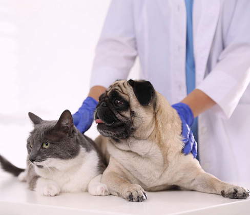 Неврологические заболевания кошек и собак