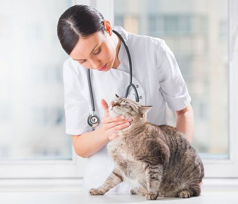 Лейкоз кошек