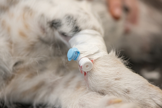 Взятие крови у взрослых животных в удовлетворительном состоянии и в состоянии средней тяжести