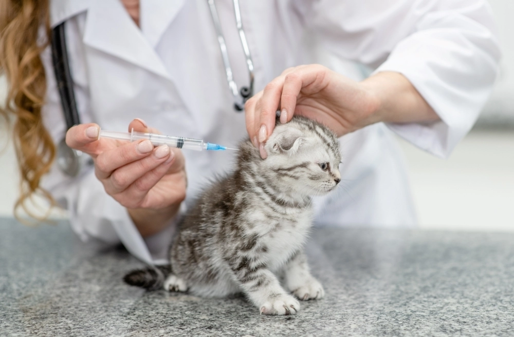В каком возрасте делают первые прививки котятам