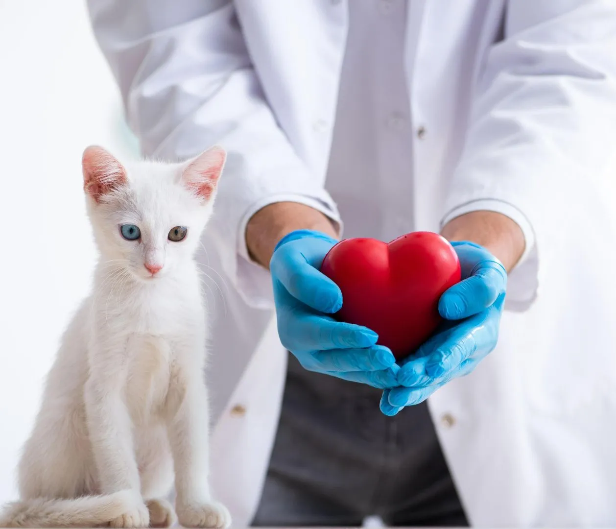 Месяц заботы о сердце 