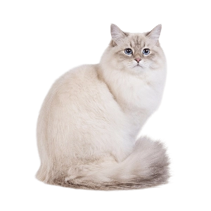 Невская маскарадная