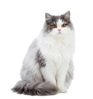 Персидская