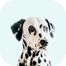 Кличка для собак мальчиков на букву Х