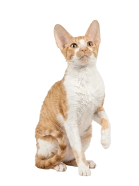Корниш-рекс