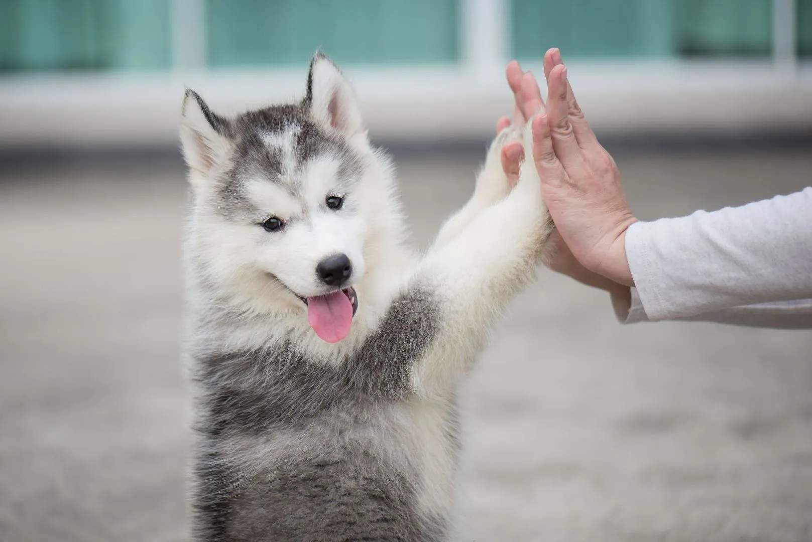 На канале Pet-совет вышли выпуски с Vet Union 