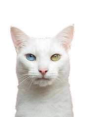 Кошка / кот