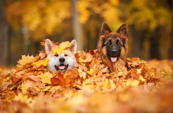 Акции в лаборатории  Vet Union