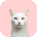 Бомбейский кот