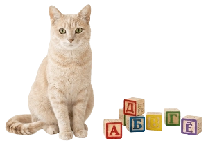 Имена для кошки на букву О