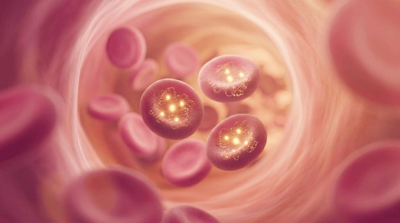 Анемия кошек и собак – диагностический подход