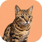 Подбор имени и клички для кошки в ветеринарной клинике Vet Union